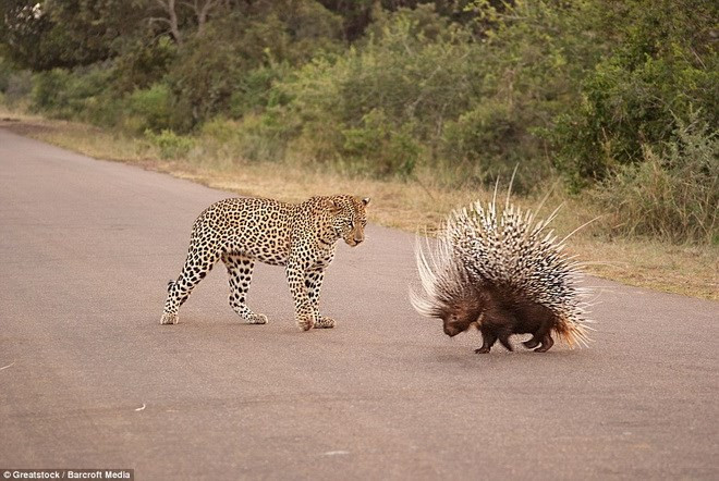Đây cũng là điều may mắn cho nó, bởi trong thế giới động vật hoang dã, đã có không ít trường hợp báo hoa mai dính chấn thương nặng, thậm chí là mất mạng khi săn nhím.