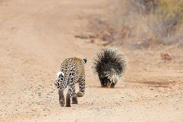 Sau một hồi vật lộn, nhận thấy việc ''xử'' nhím để biến thành bữa trưa không thành, báo đốm đành để nhím bỏ đi. Cuộc tấn công kết thúc chớp nhoáng với kết cục thảm hại dành cho báo đốm.