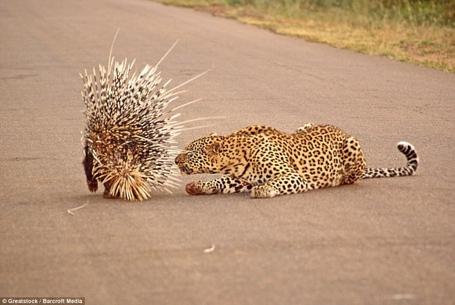 Tuy là loài động vật hiền lành nhưng khi bị những kẻ đi săn đe dọa, nhím thường lắc những chiếc gai tạo ra âm thanh để xua đuổi kẻ tấn công đang đến gần, hoặc xù lên như một lớp áo giáp.