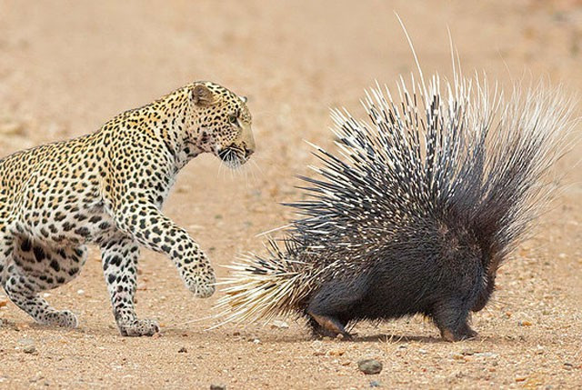 Dường như đã quá đói bụng và mệt mỏi trong công cuộc săn mồi, báo hoa mai bắt gặp nhím và quyết định lựa chọn con vật này làm bữa trưa cho mình.