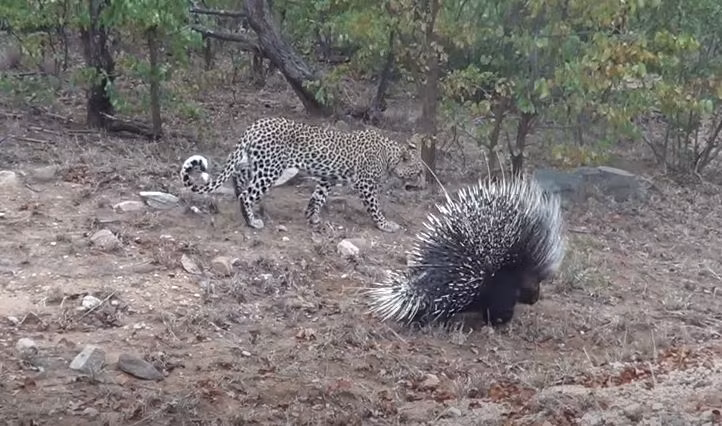 Tuy nhiên, không phải lúc nào nó cũng là kẻ chiến thắng, đặc biệt khi đối đầu với nhím xù.