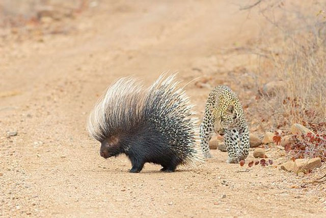 Con báo hoa mai non đi theo nhím xù một quãng đường dài từ bụi rậm ra ngoài đường mòn.