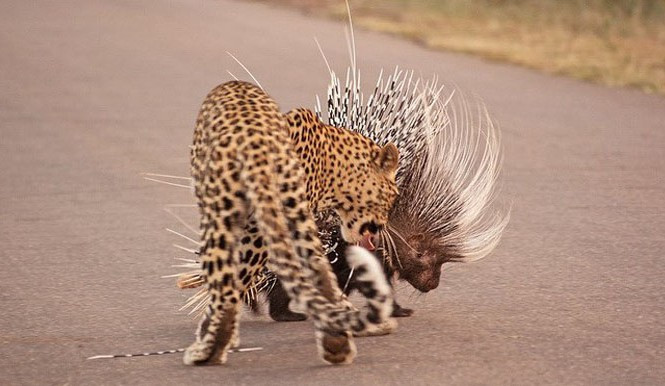 Nếu chiến lược này không hiệu quả, chúng sẽ quay mình bỏ chạy. Mọi vật cản trên đường đều có thể bị lông nhím đâm trúng.