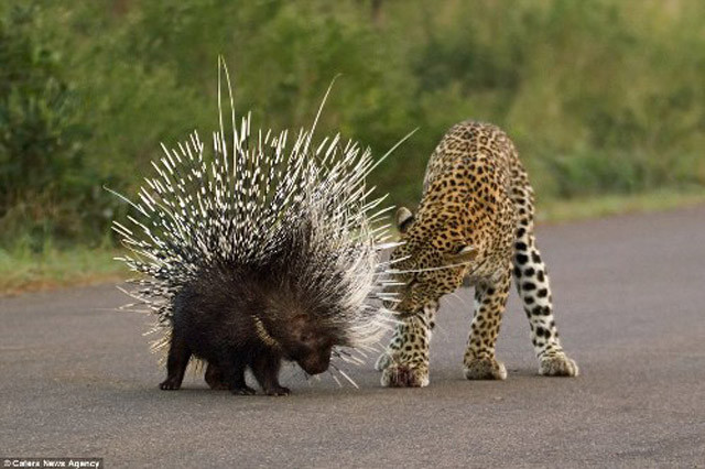 Con nhím bắt đầu sử dụng ''vũ khí bất bại'' là những chiếc lông nhọn hoắt thậm chí có thể chứa nọc độc để tự vệ trước báo đốm.