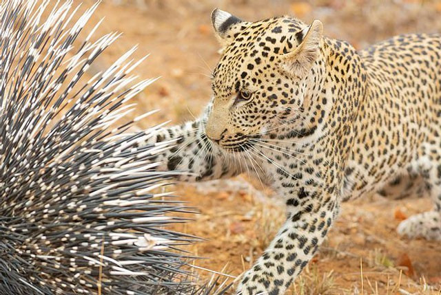 Nó bắt đầu dùng móng vuốt vồ lấy nhím mà không mảy may suy nghĩ về những chiếc gai sắc nhọn của con vật này.