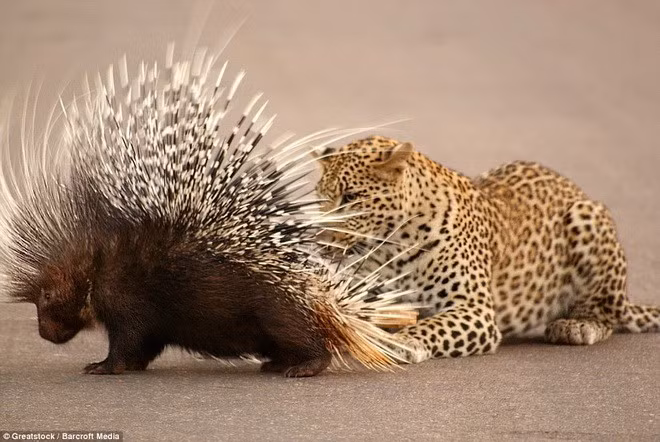 Con báo đốm mất một lúc để rút những chiếc gai nhọn ra khỏi cơ thể. Cuối cùng, nó chán nản không buồn bứt những chiếc gai nhím cuối cùng ra mà lủi vào bụi rậm.