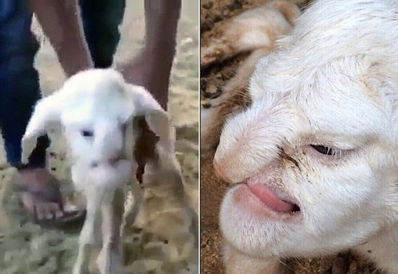 Cừu có hình mặt người là trường hợp xảy ra ở Nga. Chú cừu này được sinh ra đã mang dị tật bẩm sinh khiến cho khuôn mặt rất giống một người đàn ông trưởng thành.