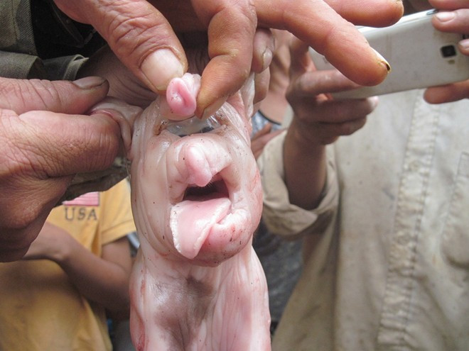 Tuy nhiên, thông thường những con vật này không sống được lâu. Đa phần con lợn bị chết vài ngày sau khi chào đời.