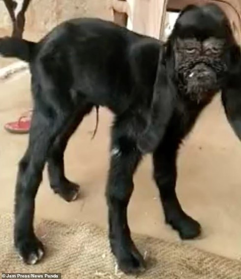 Một con dê đột biến được sinh ra ở Ấn Độ có khuôn mặt giống người khiến người dân địa phương choáng váng.