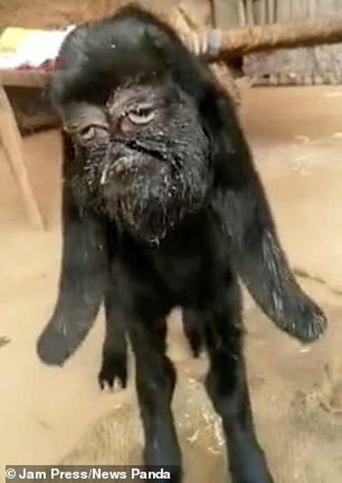 Dê được coi là một con vật linh thiêng ở Ấn Độ, bên cạnh bò, khỉ, rắn, voi và hổ, năm loài động vật linh thiêng nhất. Vì vậy, dân làng Nimodia tôn thờ con vật nhỏ có gương mặt phẳng và đôi mắt rất giống người này.