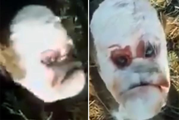 Một con bê bị đột biến có khuôn mặt giống người đã chào đời trong một trang trại ở làng Villa Ana thuộc tỉnh Santa Fe phía bắc Argentina. Con vật có phần hộp sọ biến dạng, không có mũi trong khi hai mắt nằm ngay phía trước giống mặt người đang cau có.