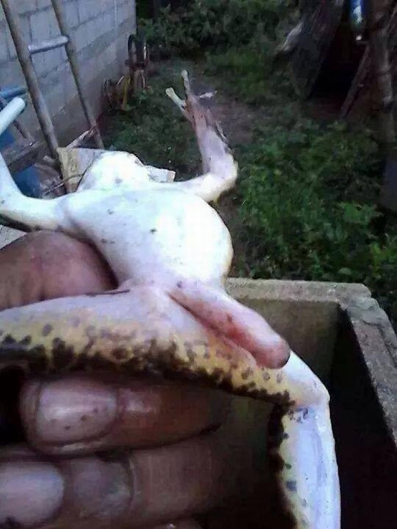 Toàn bộ cơ thể con ếch này đều phát triển rất bình thường duy chỉ có phần bụng dưới ngay giữa hai chân sau của nó mọc thêm một bộ phận kỳ lạ thế này. Sinh vật lạ được phát hiện tại một vùng đầm lầy ở Thái Lan.