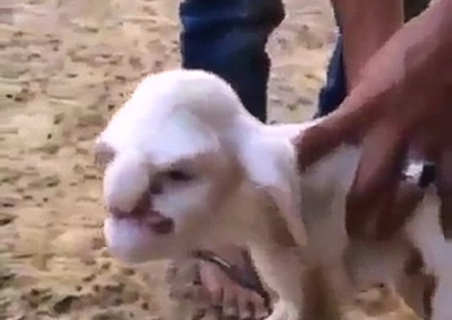 Con cừu này có mắt, mũi và miệng giống như con người ngoại trừ đôi tai của loài cừu. Đặc biệt hơn nữa là ngay khi sinh ra cừu con đã phát ra những âm thanh rất quái dị.