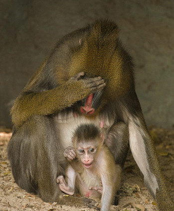 Khỉ Mandrill lấy tay che mặt lại mà không hề có sự can thiệp dạy dỗ ở con người. Hành động này ghi nhận ở loài khỉ Mandrill trong một khoảng thời gian dài, được coi như một tập tính có tính chất văn hóa của loài khỉ này.