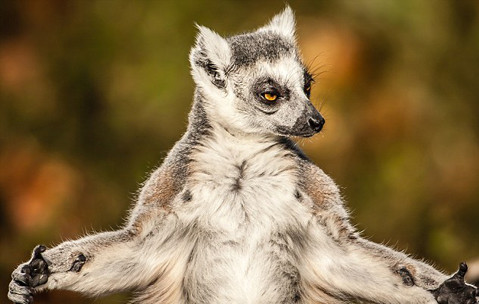 Con vượn cáo này có vẻ đang bực tức điều gì đó.