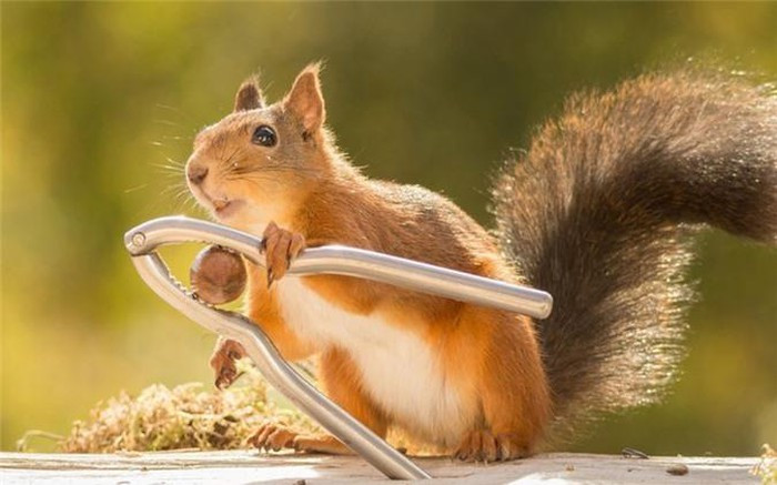 Con sóc này đang học cách tách hạt tại một khu vườn ở Bispgarden, Thụy Điển.