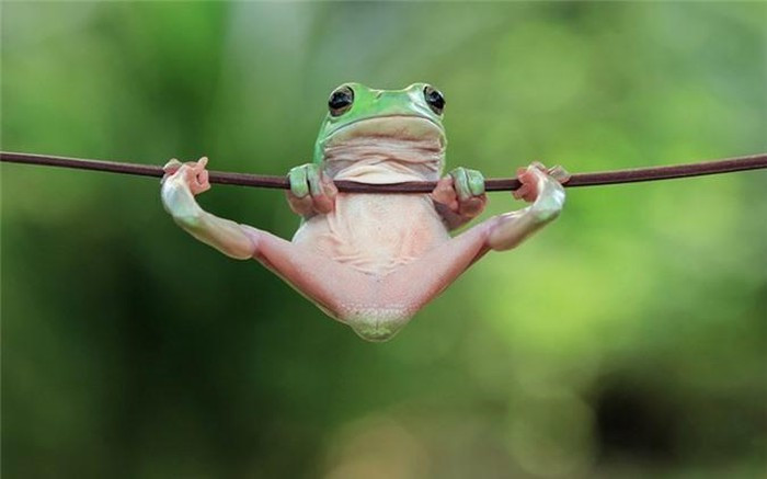 Trong khi một con ếch khác đang bám chặt vào một cành cây như thể một vận động viên thể dục dụng cụ.