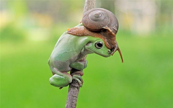 Ếch xanh chọn một con ốc sên làm "mũ đội đầu" để "làm đẹp" tại Jakarta, Indonesia.