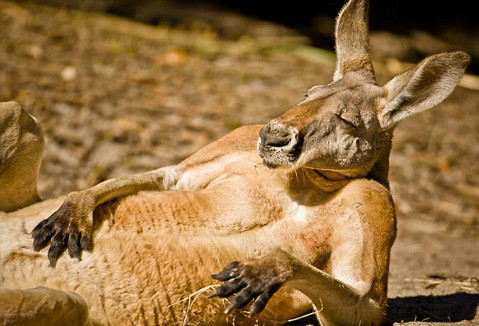 Nhiếp ảnh gia 41 tuổi, Graham McGeorge ghi lại hành động của các con vật tại vườn thú ở Jacksonville, Florida. Bức hình trên cho thấy, một con kangaroo đang nằm phơi nắng và trông nó rất thoải mái