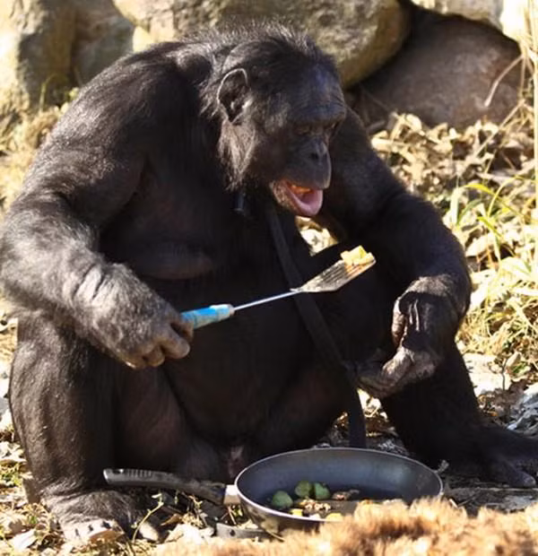 Không chỉ có cơ thể và ngoại hình giống con người, những hành động của tinh tinh đôi khi cũng khiến chúng ta phải kinh ngạc.