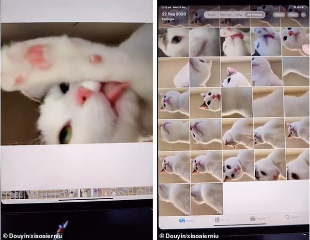 Một chú mèo bỗng trở thành ngôi sao mạng xã hội khi "ăn trộm" điện thoại của chủ nhân và selfie cả nghìn tấm.