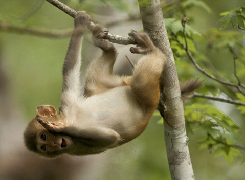 Một trong những khoảnh khắc loài vật biểu cảm giống con người được ghi lại. Trong hình, con vượn cáo tinh nghịch đưa tay che một bên miệng như đang tiết lộ điều bí mật.