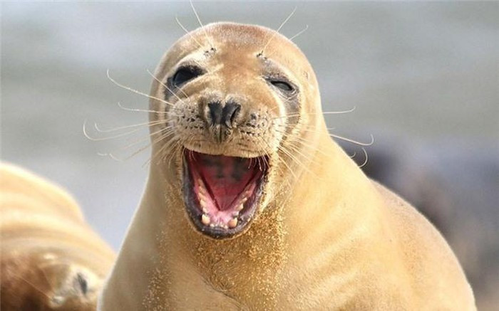 Nụ cười không thể tươi hơn của một chú hải cẩu trên bờ biển Horsey, Norfolk, Anh.