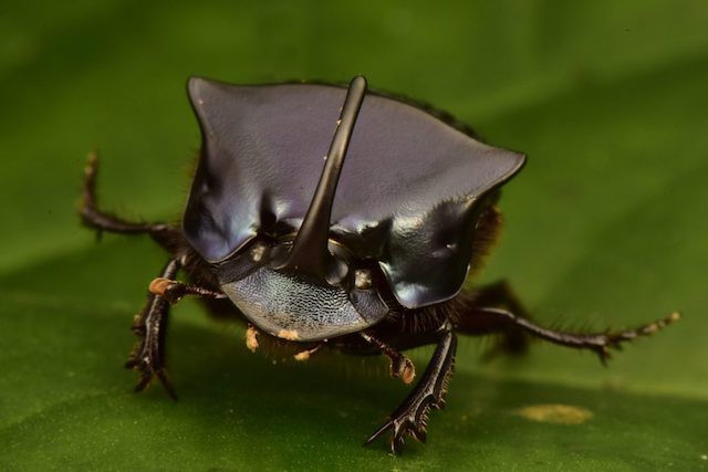 Tại đây, người ta choáng ngợp trước sự hiện diện đông đúc của rất nhiều sinh vật quý hiếm, có nguy cơ tuyệt chủng hoặc tưởng chừng đã tuyệt chủng như loài bọ hổ Nicaragua.