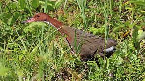 Gà nước Madagascar tiến hóa thành hai phân loài không biết bay khác nhau trong thời gian vài nghìn năm. Trước đó, trên cùng một hòn đảo, chúng đã tiến hóa độc lập, hai lần riêng biệt cách nhau hàng trăm nghìn năm.