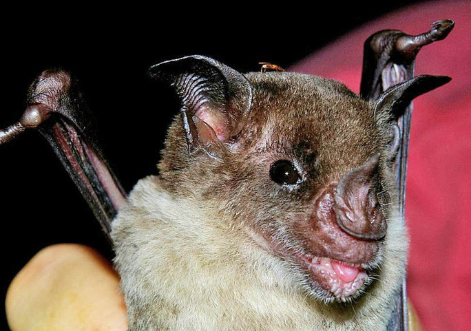 Đến cuối tháng 6, một nhóm nghiên cứu từ Tổ chức Bảo tồn Quốc tế tiếp tục bị sốc khi tiến vào ''Thành phố của Thần Khỉ'' giữa rừng già Mosquitoia của Honduras, nơi từng tồn tại một nền văn minh bí ẩn 600 năm trước.