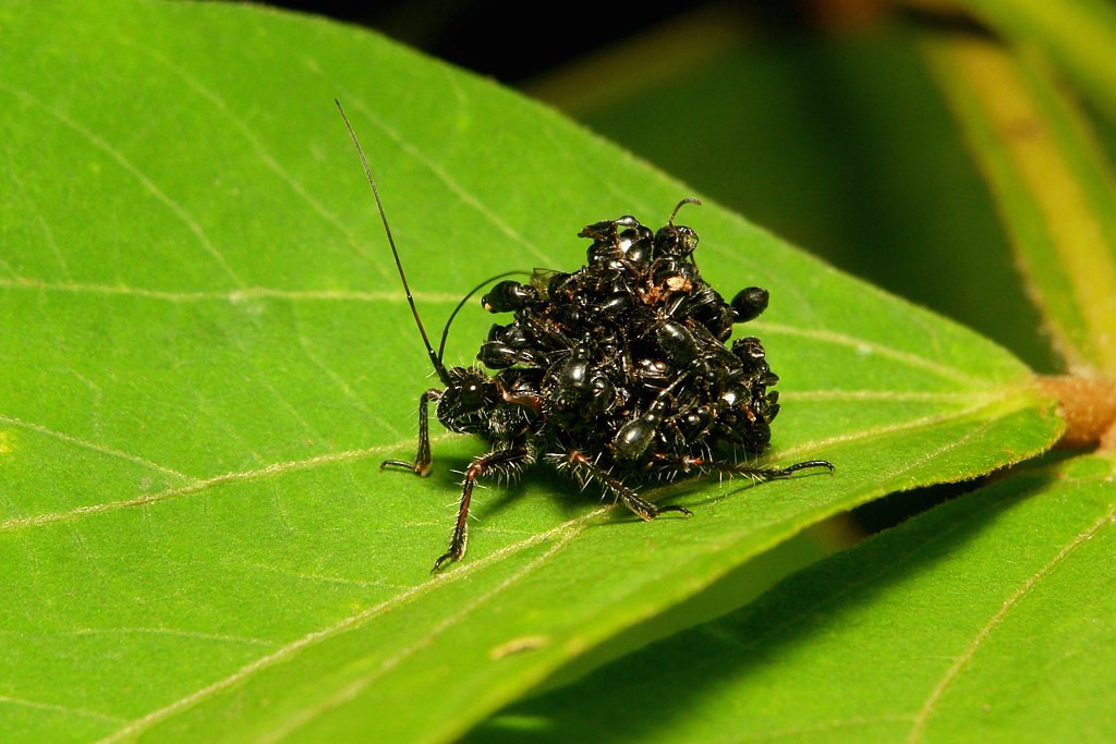 Về trực quan những con côn trùng nhỏ như ong, kiến hay mối sống khá bầy đàn, khi nhìn thấy đồng loại sẽ nhanh chóng tìm đến.