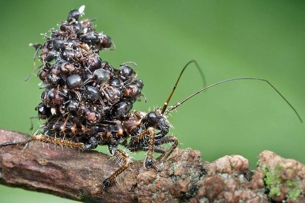 Tuy nhiên cả đến khi chết, những con mồi vẫn không được buông tha mà trở thành ''thú vui'' cho loài bọ này. Một số mẫu vật đã được quan sát thấy đang di chuyển với một đống xác côn trùng dán trên lưng, tất nhiên không phải để trang trí.