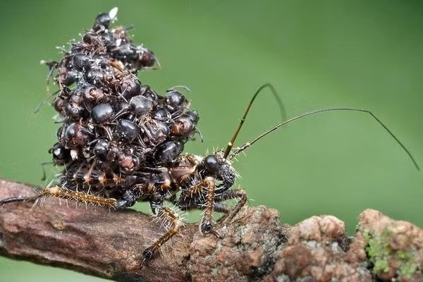 Tuy nhiên cả đến khi chết, những con mồi vẫn không được buông tha mà trở thành ''thú vui'' cho loài bọ này. Một số mẫu vật đã được quan sát thấy đang di chuyển với một đống xác côn trùng dán trên lưng, tất nhiên không phải để trang trí.