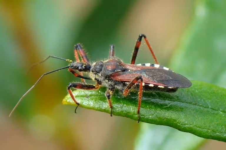 Reduviidae hay còn được biết đến với cái tên bọ sát thủ (bọ ám sát) là một họ côn trùng gồm các loài bọ ký sinh, hút máu. Hiện trên thế giới có khoảng 7.000 loài bọ sát thủ.