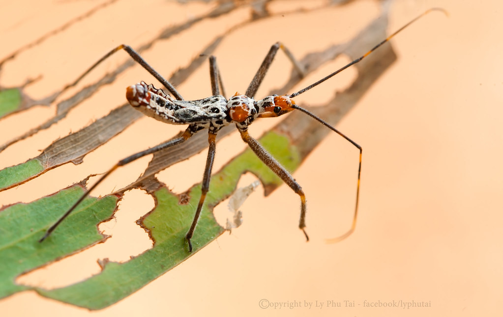 Loài bọ này ít xuất hiện ở Việt Nam tuy nhiên có một họ hàng vô cùng khét tiếng chính là bọ xít hút máu người.
