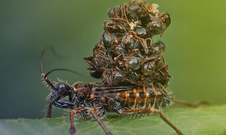 Cảnh bọ sát thủ tí hon ''mặc'' xác nạn nhân để ngụy trang.