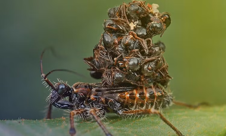 Cảnh bọ sát thủ tí hon ''mặc'' xác nạn nhân để ngụy trang.