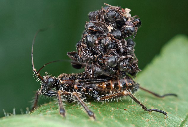 Nhưng để tiếp cận nạn nhân, bọ sát thủ bắt con mồi mất cảnh giác. Một số loài được biết đến với việc bắt chước sự tinh tế của những chiếc lá di chuyển khi không khí xào xạc và không phát ra âm thanh khi tiếp cận những con côn trùng không nghi ngờ.