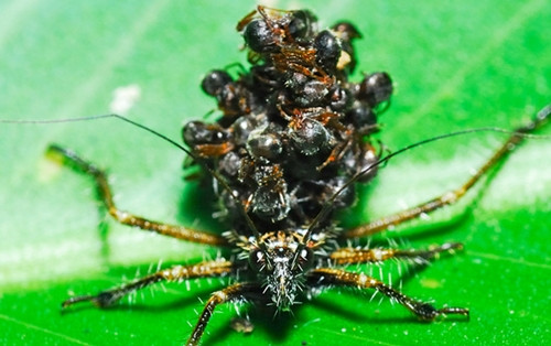 Chiếc ''balo'' khiến chúng trông to lớn hơn, đáng sợ hơn, nhằm xua đuổi kẻ thù của mình Tuy nhiên, các nhà khoa học vẫn chưa thể giải thích chính xác cách thức bọ sát thủ có thể dán vỏ của con mồi côn trùng vào lưng chúng, có thể sử dụng chất tiết dính nào đó.