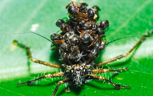 Chiếc ''balo'' khiến chúng trông to lớn hơn, đáng sợ hơn, nhằm xua đuổi kẻ thù của mình Tuy nhiên, các nhà khoa học vẫn chưa thể giải thích chính xác cách thức bọ sát thủ có thể dán vỏ của con mồi côn trùng vào lưng chúng, có thể sử dụng chất tiết dính nào đó.