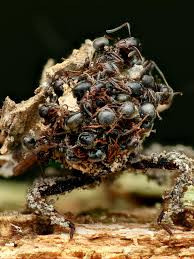 Một cơ chế khác cũng hiệu quả không kém là mùi hương. Côn trùng vô cùng nhạy với mùi hương đặc biệt là mùi của đồng loại.