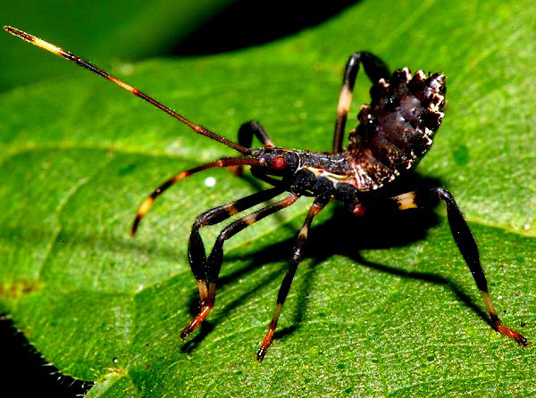 Trong trường hợp gặp phải những kẻ đáng sợ như rết hoặc nhện, con bọ sát thủ sẽ bỏ lại lớp áo ngụy trang xác khô để đánh lạc hướng. Trong lúc đối phương mải ngấu nghiến những cái xác kia thì con bọ tinh ranh đã kịp cao chạy xa bay.