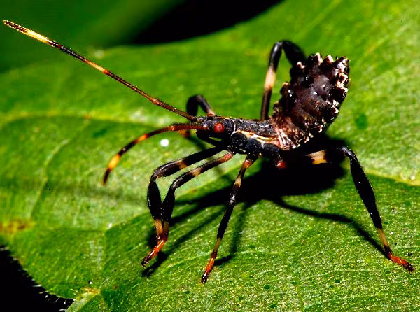 Trong trường hợp gặp phải những kẻ đáng sợ như rết hoặc nhện, con bọ sát thủ sẽ bỏ lại lớp áo ngụy trang xác khô để đánh lạc hướng. Trong lúc đối phương mải ngấu nghiến những cái xác kia thì con bọ tinh ranh đã kịp cao chạy xa bay.