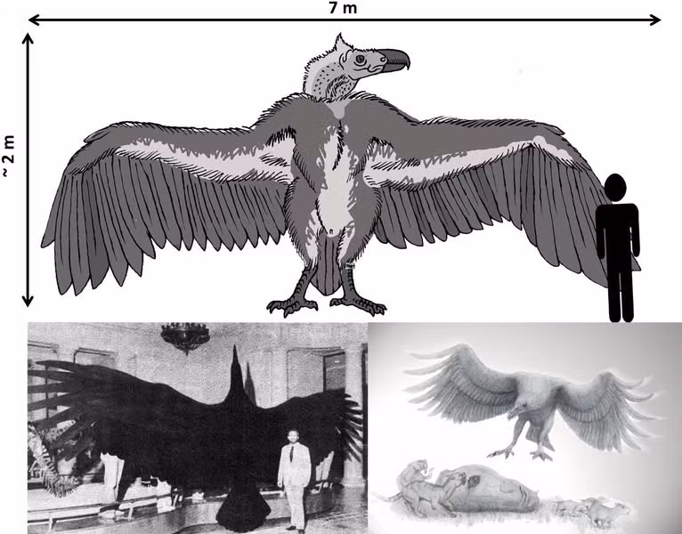 Loài chim này, với sải cánh ấn tượng có thể lên tới 7 mét, được ví như "chiến đấu cơ" thời tiền sử.