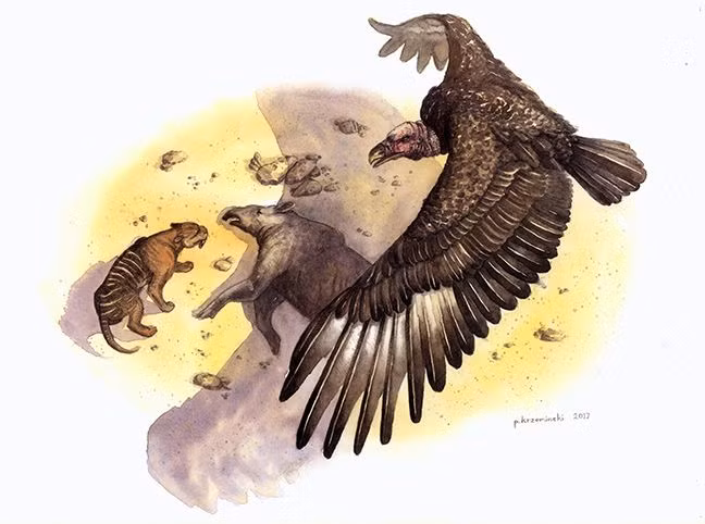 Trong phạm vi lãnh thổ của mình, đại bàng khổng lồ Argentina không có đối thủ. Thậm chí, một con hổ trưởng thành cũng sẽ phải dè chừng trước ánh mắt lạnh lùng từ bầu trời.