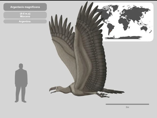 Điều đáng tiếc là loài chim vương giả này đã tuyệt chủng, để lại sau lưng vô số bí ẩn chưa có lời giải đáp. Nguyên nhân dẫn đến sự biến mất của chúng vẫn là một dấu hỏi lớn đối với giới khoa học.