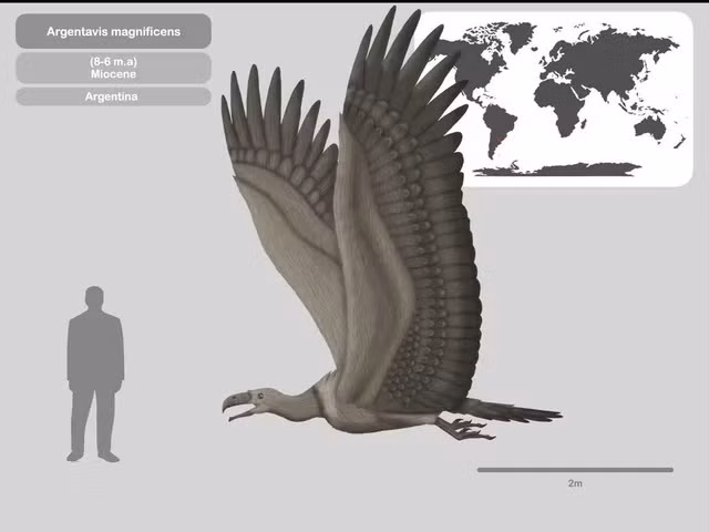 Điều đáng tiếc là loài chim vương giả này đã tuyệt chủng, để lại sau lưng vô số bí ẩn chưa có lời giải đáp. Nguyên nhân dẫn đến sự biến mất của chúng vẫn là một dấu hỏi lớn đối với giới khoa học.