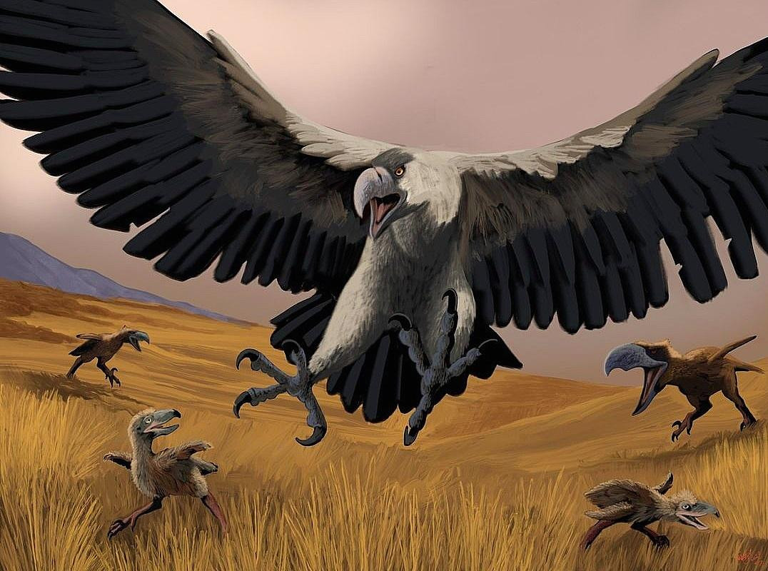 Các nhà động vật học khẳng định: sức mạnh của loài chim này không hề kém cạnh những mãnh thú như sư tử hay hổ. Chúng có thể dễ dàng khống chế những con mồi lớn nhờ sức mạnh quán tính khi sà xuống từ trên cao.