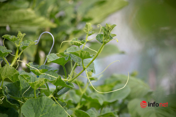 Sau đó, nhờ học hỏi kinh nghiệm của những người đi trước, chị Nhịp đã nhanh chóng tìm được phương pháp trồng và chăm sóc cây hiệu quả hơn rất nhiều. Hiện tại, trong vườn nhà chị có các loại rau quả như mồng tơi, rau muống, rau đay, bầu, mướp, ngải cứu...; các loại rau thơm và nhiều loại dưa như dưa lưới, dưa lê, thậm chí còn có cả dưa lê Hàn Quốc…