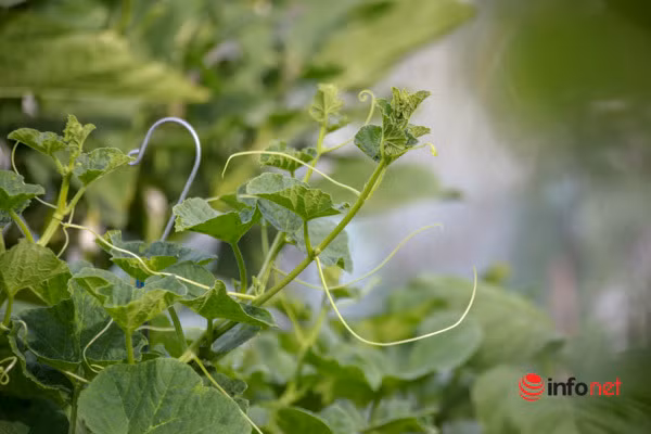 Sau đó, nhờ học hỏi kinh nghiệm của những người đi trước, chị Nhịp đã nhanh chóng tìm được phương pháp trồng và chăm sóc cây hiệu quả hơn rất nhiều. Hiện tại, trong vườn nhà chị có các loại rau quả như mồng tơi, rau muống, rau đay, bầu, mướp, ngải cứu...; các loại rau thơm và nhiều loại dưa như dưa lưới, dưa lê, thậm chí còn có cả dưa lê Hàn Quốc…